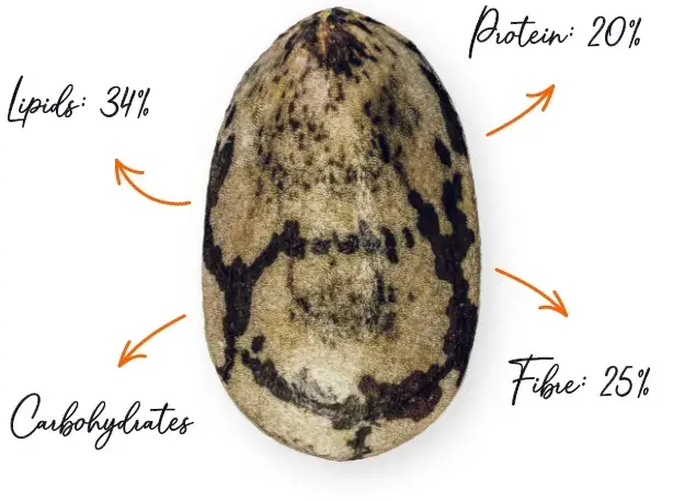 Chia Seeds characteristics