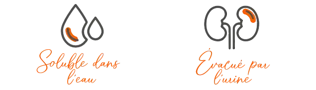 Effets des acides aminés sur l'organisme.