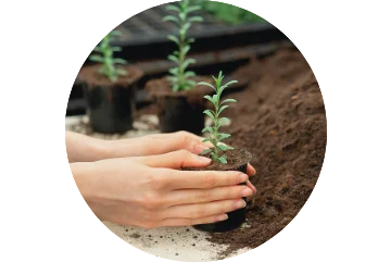 extractos de plantas