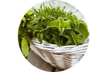 extractos de plantas