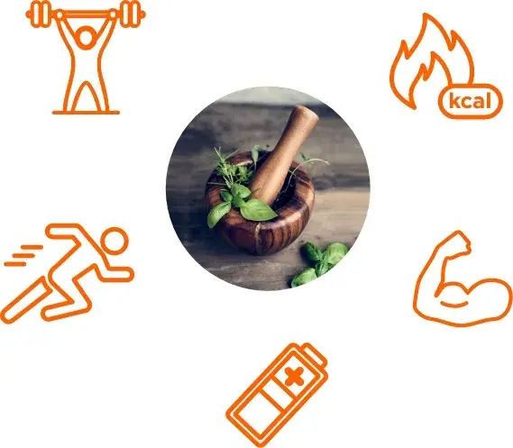 Rôle des anabolisants naturels.