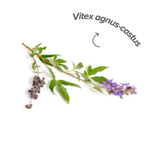 Qu'est-ce que le Vitex agnus-castus ?